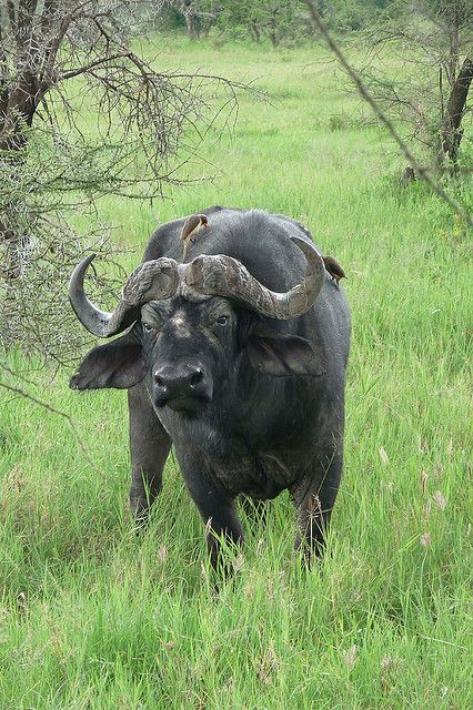 cape buffalo