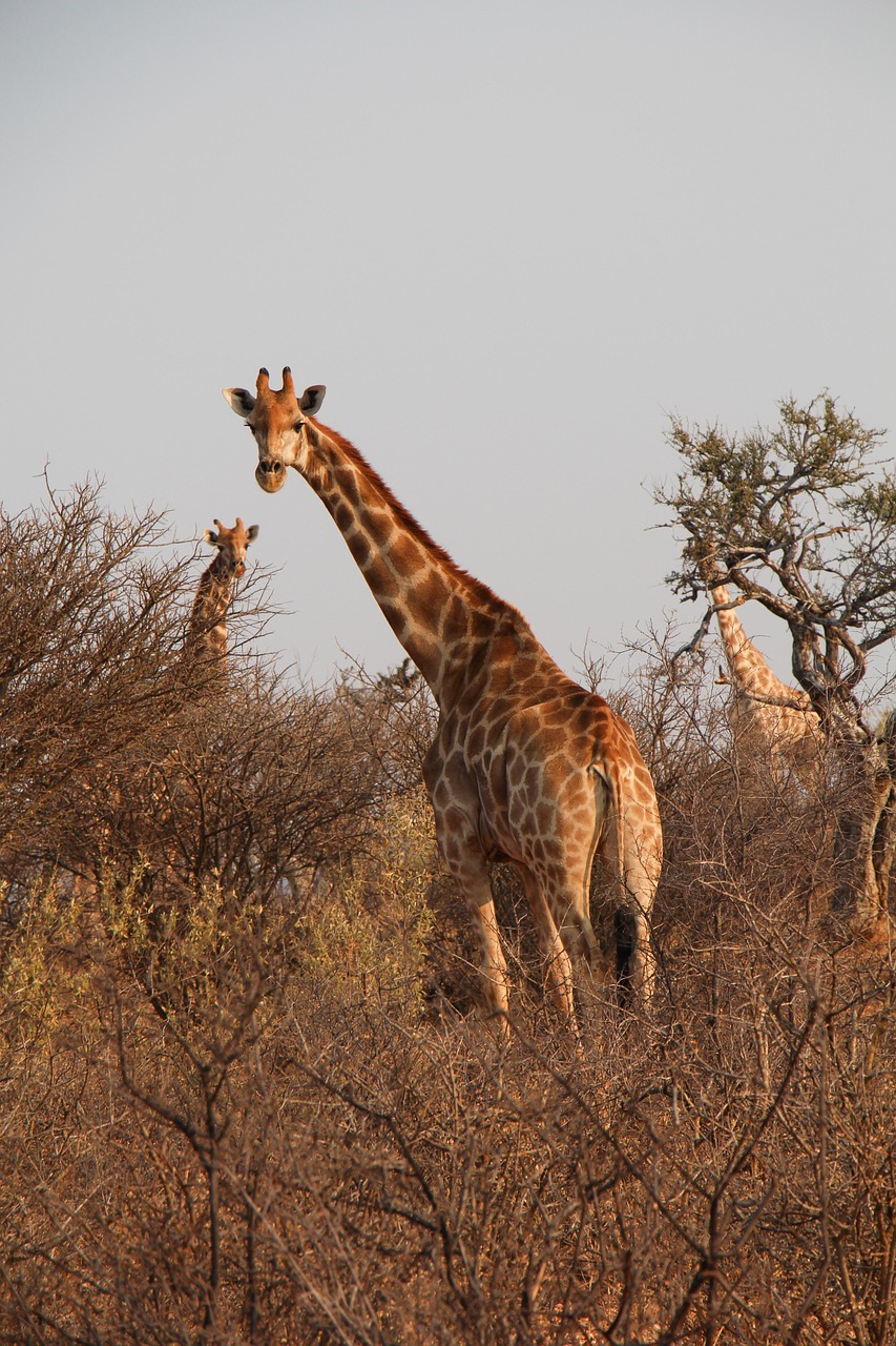 giraffes, herd, nature, safari, namibia, south africa, africa, savannah, forest, wildlife