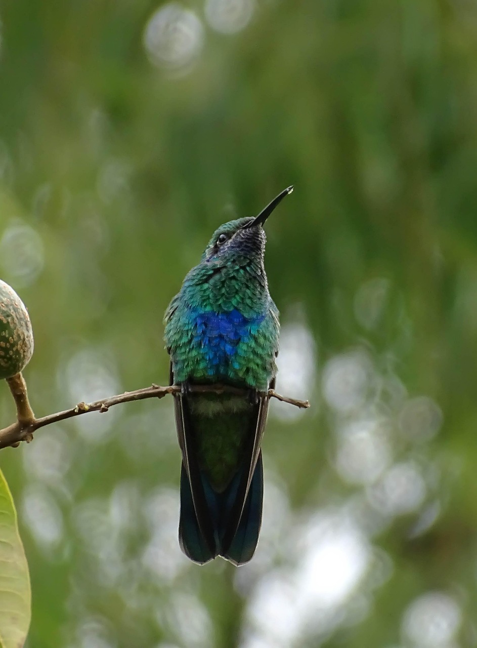bird, hummingbird, colombia, green, nature, hummingbird, hummingbird, hummingbird, hummingbird, hummingbird, colombia, colombia, colombia, colombia, nature