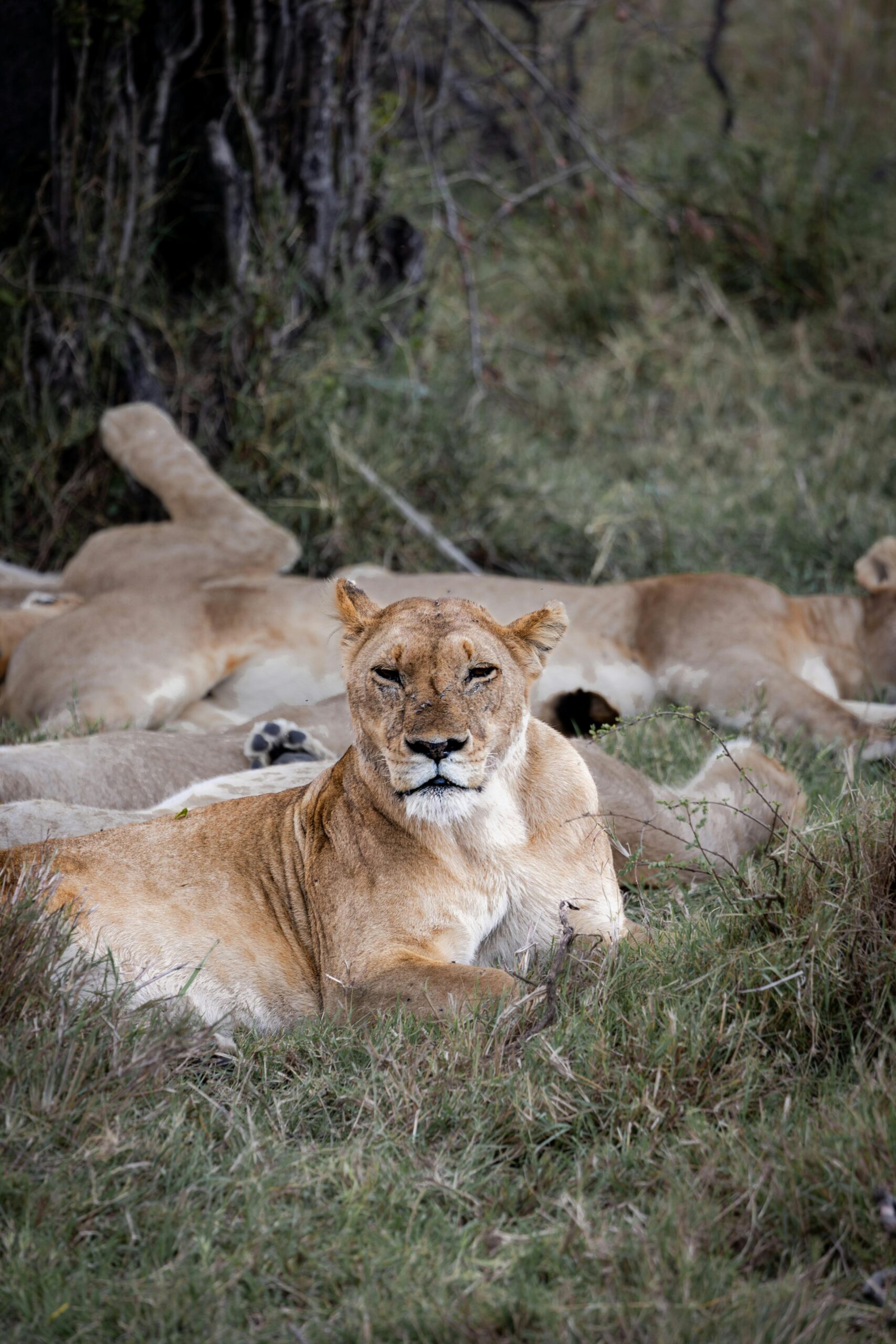 A pride of lions relaxing in the wilderness of the Serengeti, portraying the essence of wildlife.